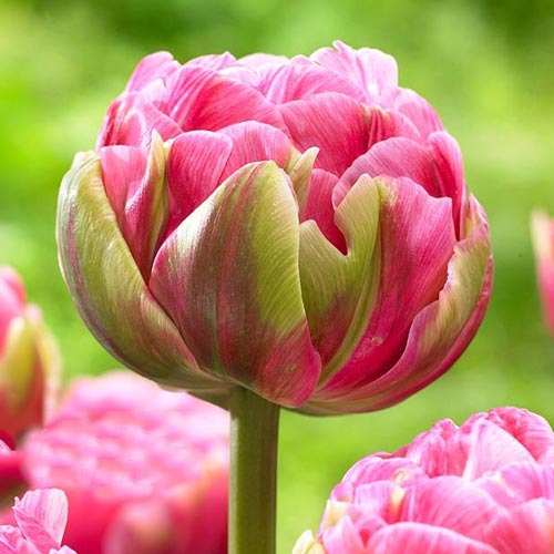 5 Stück, Tulpe Aveyron - Blumenzwiebeln: Ilość w opakowaniu: 5 Stück