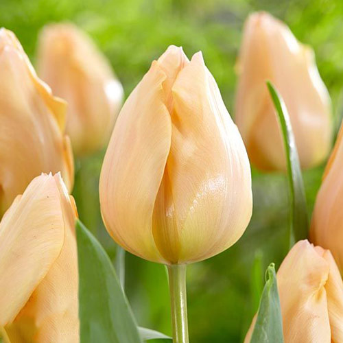 5 Stück, Tulpe Apricot Beauty - Blumenzwiebeln: Ilość w opakowaniu: 5 Stück