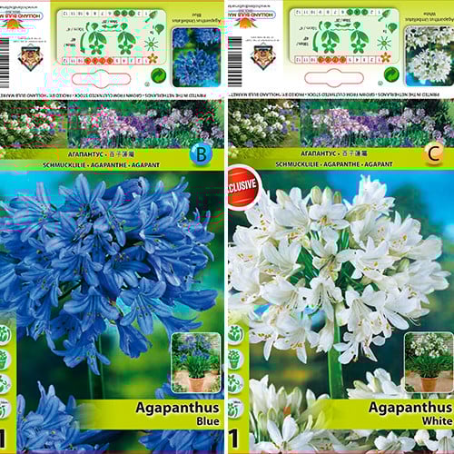 Grande oferta! Agapanthus, conjunto de 2 variedades - Plantas perenes: Ilość w opakowaniu: 2 bulbe