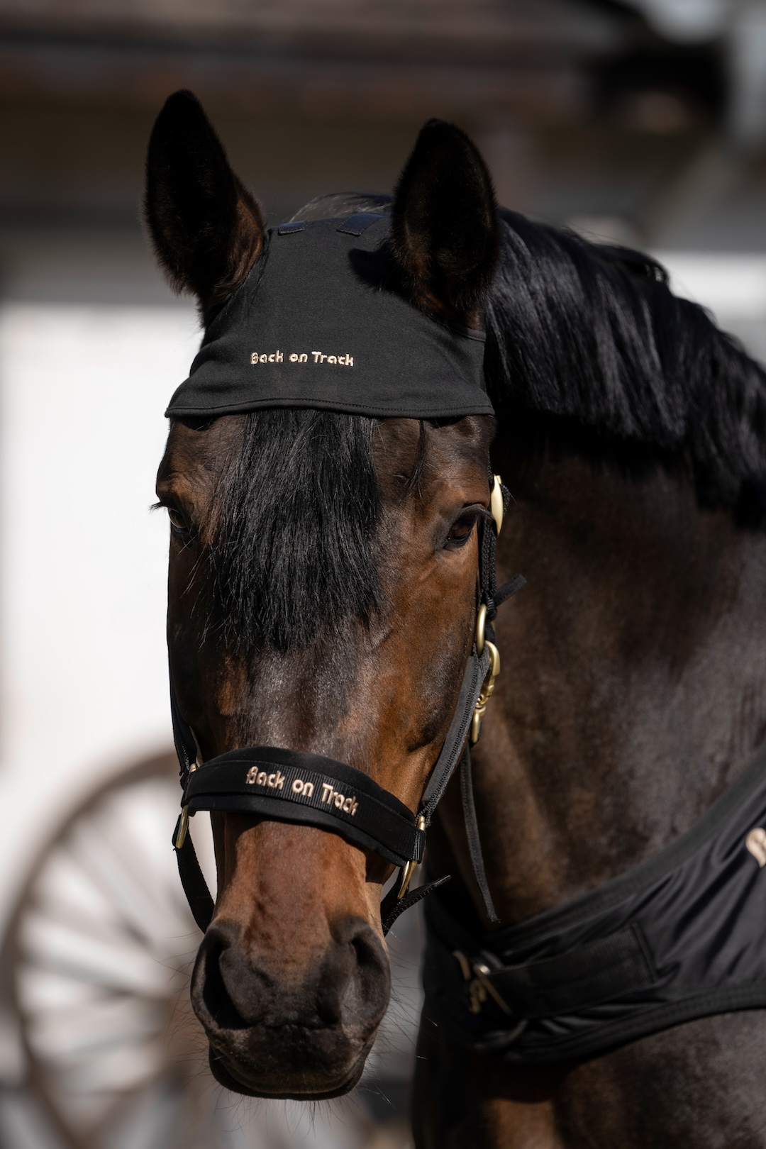 Back on Track ochraniacz na potylicę 24h