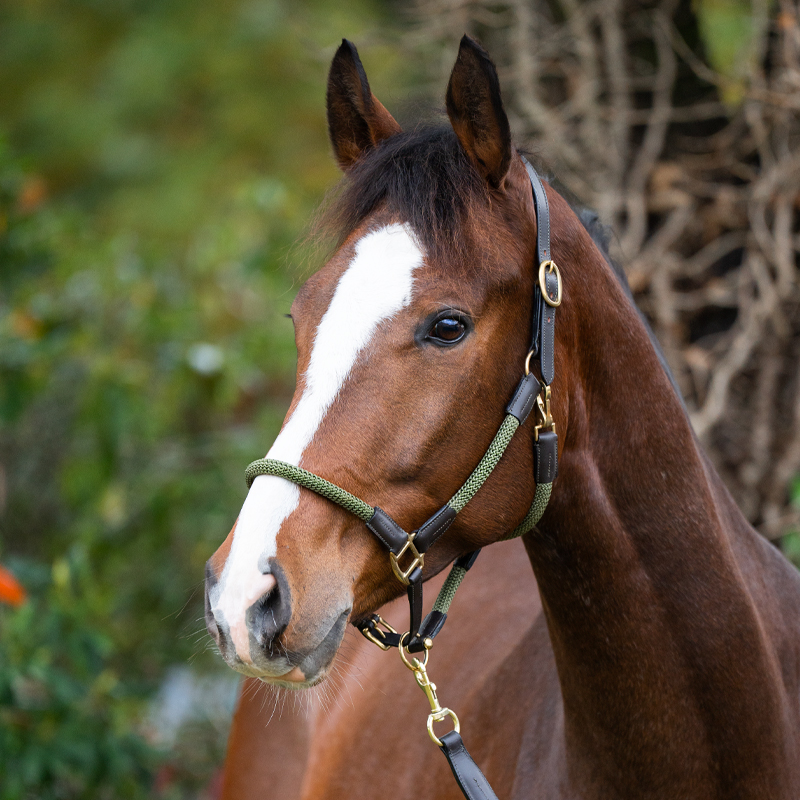 Kavalkade kantar sznurkowo-skórzany z uwiązem Cavo 24h