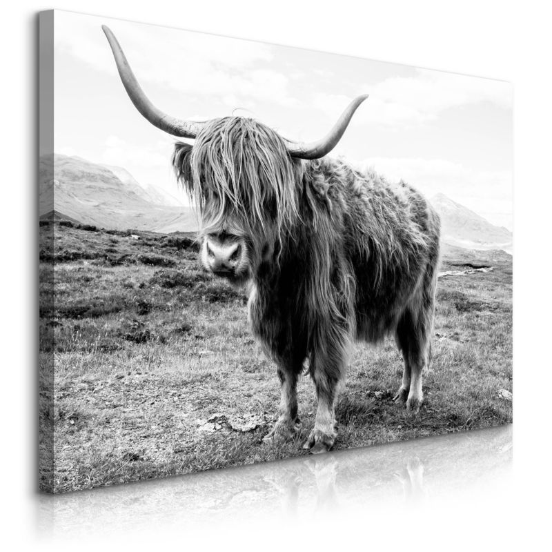 Obraz Muralo Do Salonu Krowa Szkocka Krajobraz Klify Czarno-Biały Canvas 100x70 cm 1 szt.