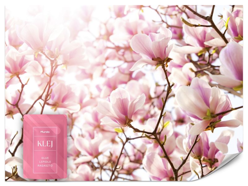 Fototapeta Muralo Kwiaty Magnolii Przyroda 300x210 cm 1szt.