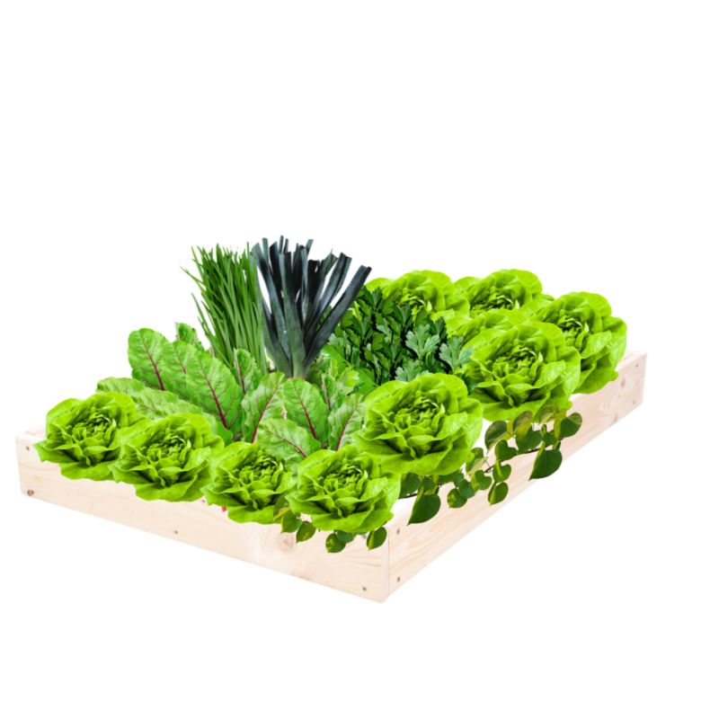 Skrzynia warzywna MODO24 regulowana inspekt 9x60x100 cm naturalne drewno 1 szt