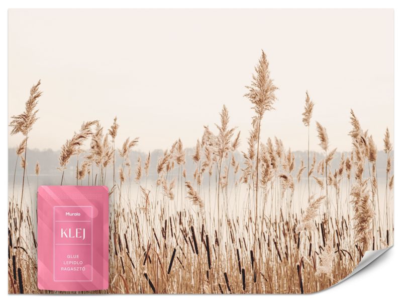 Fototapeta Muralo Kłosy Trzciny Natura 100x70 cm 1szt.