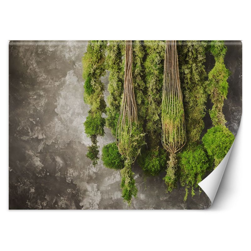 Fototapeta Feeby Mech roślina natura 150x105 1 szt