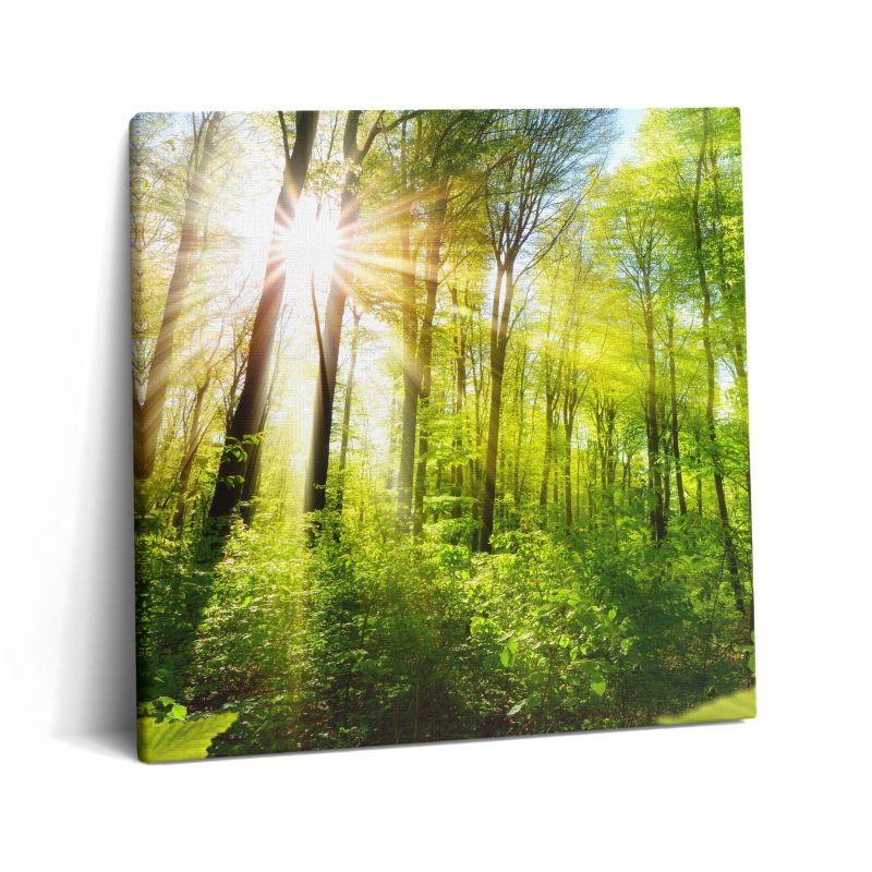 Obraz na płótnie Wallfluent 60x60 cm Promienie słoneczne w lesie 1 szt.
