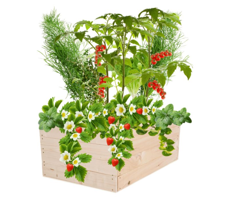 Warzywnik MODO24 grządka naturalne drewno 36x93x60 cm 1 szt.