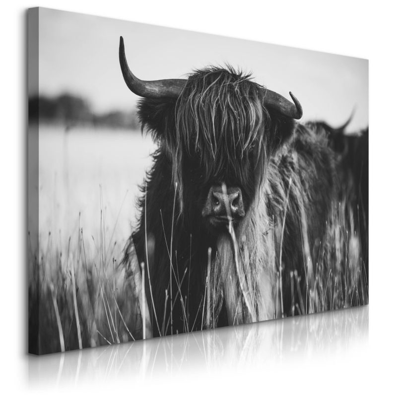 Obraz Muralo Do Sypialni Krowa Szkocka Czarno-Biały Pejzaż Polana Natura 90x60 cm 1 szt.