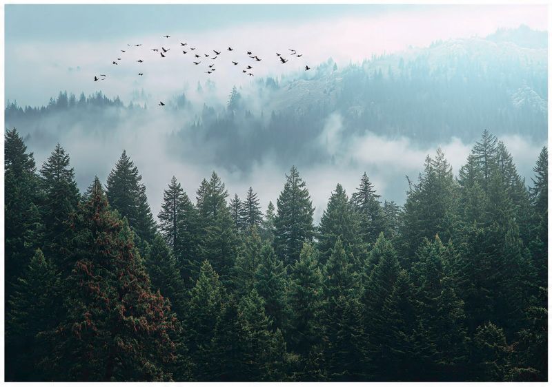 Fototapeta Las We Mgle 3D Drzewa Natura WALLARENA 350x250 cm Tapeta Do Sypialni Salonu Kuchni 1 szt.