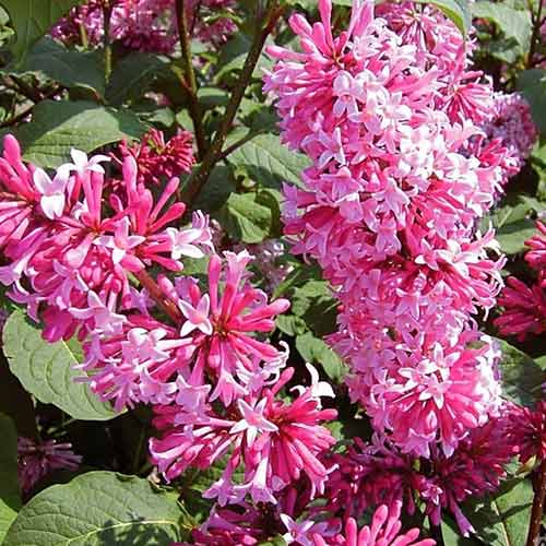 1 sadz, Lilak (Bez) Miss Canada - Sadzonki: Ilość w opakowaniu: 1 sadz