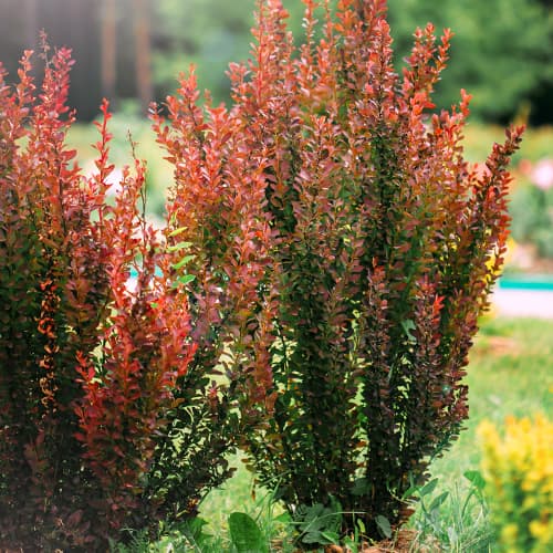 1 sadz, Berberys Thunberga Helmond Pillar - Sadzonki: Ilość w opakowaniu: 1 sadz