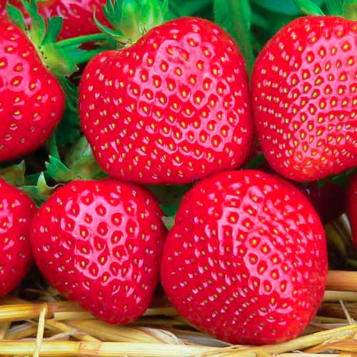 Truskawka Fenella - Sadzonki, Ilość w opakowaniu: 5 sadz - GradinaMax