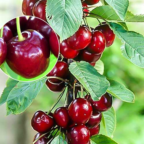 Czereśnia kolumnowa Helene - Sadzonki: Ilość w opakowaniu: 1 sadz - GradinaMax