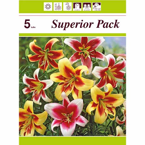 Super oferta! Lilia Drzewiasta Gigant, 5 cebulek - Cebule: Ilość w opakowaniu: 5 szt.