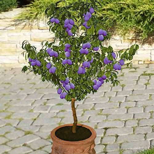 1 szt, Mini Śliwa Buhler - Sadzonki: Ilość w opakowaniu: 1 sadz