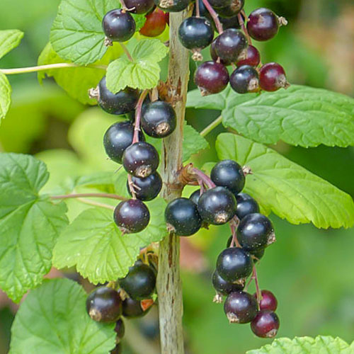 1 sadz, Porzeczka czarna Ben Lomond - Sadzonki: Ilość w opakowaniu: 1 sadz