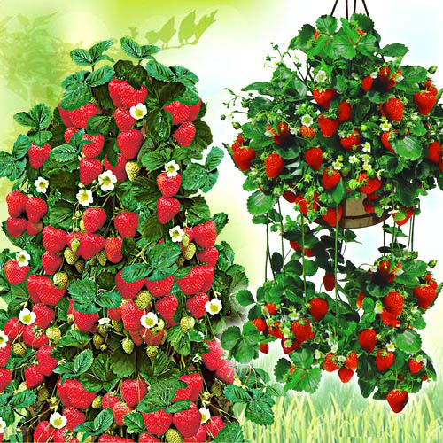 1 szt, Super Oferta! Zestaw 2 odmian truskawek: wisząca (5 szt), pnąca (5 szt) - Sadzonki: Ilość w opakowaniu: 10 sadz