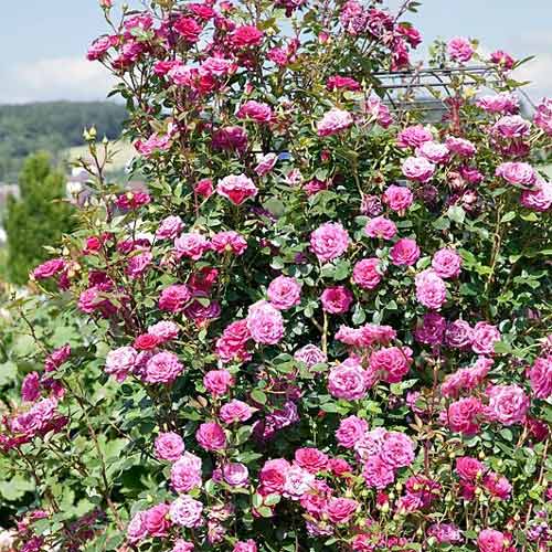 1 szt, Róża pnąca Jasmine - Sadzonki: Ilość w opakowaniu: 1 sadz