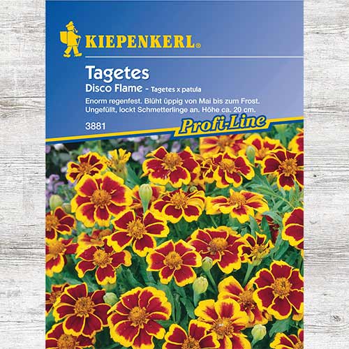 1 szt, Aksamitka rozpierzchła Disco Flame - Nasiona: Ilość w opakowaniu: 1 opak