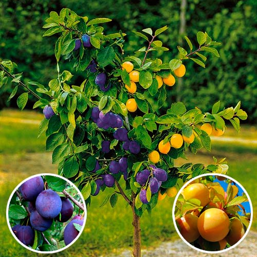 1 szt, Śliwa DUO - Sadzonki: Ilość w opakowaniu: 1 sadz