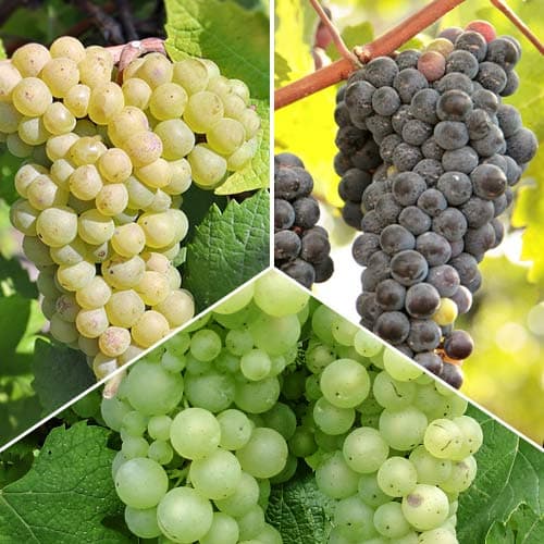 Super oferta! Zestaw Top Winorośla, 3 sadzonki - Sadzonki: Ilość w opakowaniu: 3 sadz