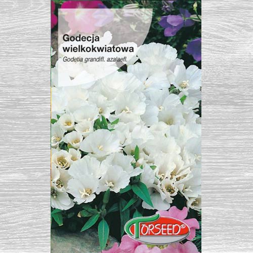 1 szt, Godecja (Azalia letnia) wielkokwiatowa biała - Nasiona: Ilość w opakowaniu: 1 g