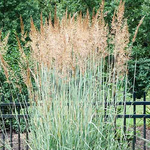 1 sadz, Proso rózgowate Prairie Sky - Sadzonki: Ilość w opakowaniu: 1 sadz