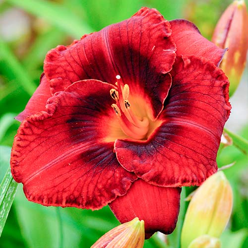 Liliowiec (Hemerocallis) Dark red - Cebule: Ilość w opakowaniu: 1 none - GradinaMax