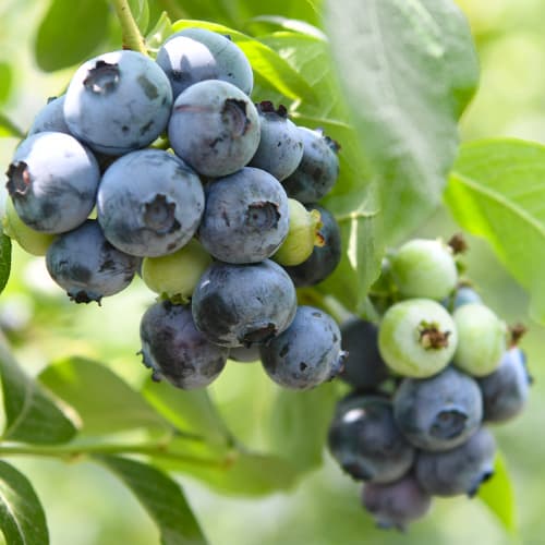 Borówka amerykańska Chandler - Sadzonki: Ilość w opakowaniu: 1 sadz - GradinaMax