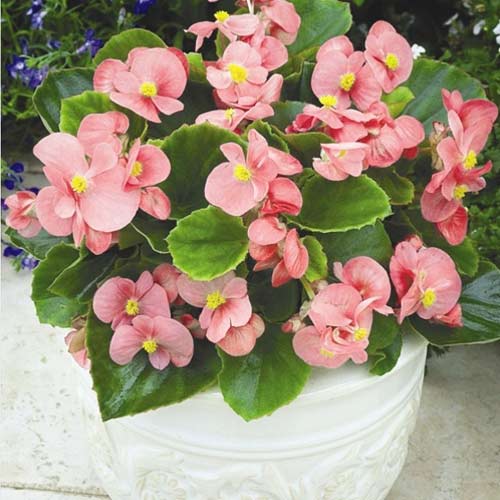 1 szt, Begonia stale kwitnąca niska Prima F1 różowa Legutko - Nasiona: Ilość w opakowaniu: 0.1 g