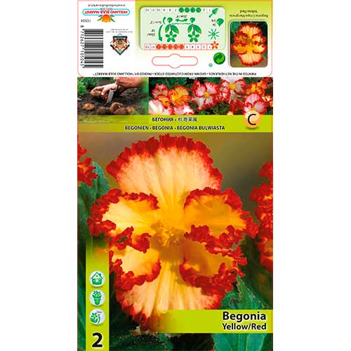 1 szt, Begonia (Crispa Marginata) Yellow/Red - Byliny: Ilość w opakowaniu: 2 szt.