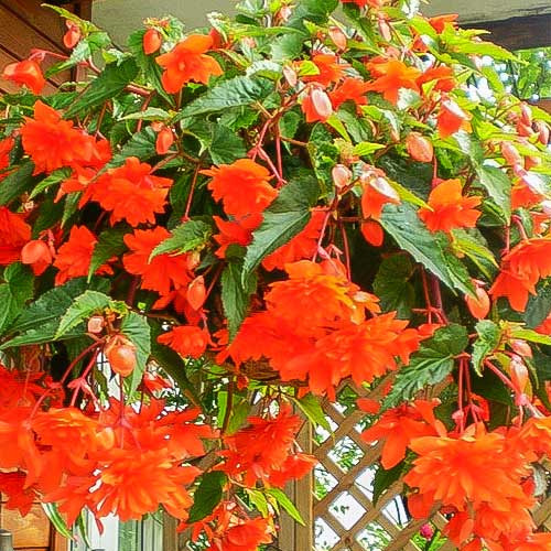 1 szt, Begonia bulwiasta drobnokwiatowa o pędach zwisających Pendula F1 pomarańczowa - Nasiona: Ilość w opakowaniu: 0.05 g