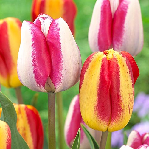 25 szt., Super oferta! Tulipan Triumph, zestaw 25 cebul - Cebule: Ilość w opakowaniu: 25 szt.