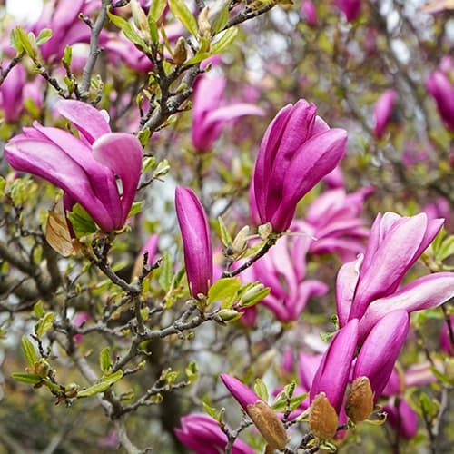 Magnolia George Henry Kern - Sadzonki: Ilość w opakowaniu: 1 sadz - GradinaMax