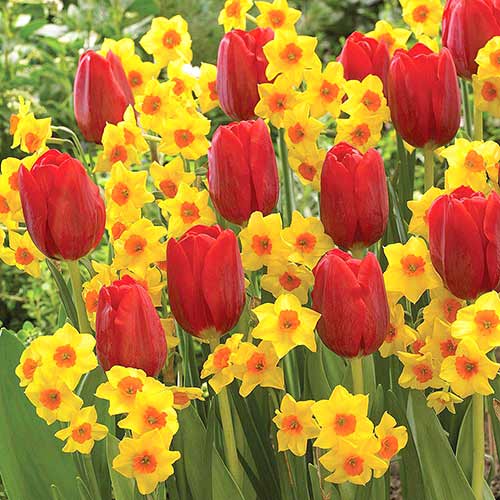 1 szt, Super oferta! Tulipan Renegade, Narcyz Falconet, zestaw 25 cebul - Cebule: Ilość w opakowaniu: 25 szt.