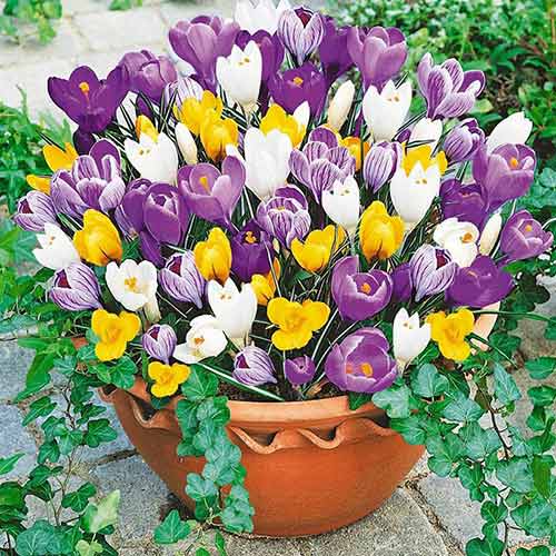 20 szt., Krokus botaniczny, mix kolorów - Cebule: Ilość w opakowaniu: 20 szt.