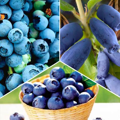 3 sadz, Super Oferta! Jagodowe trio - Sadzonki: Ilość w opakowaniu: 3 sadz