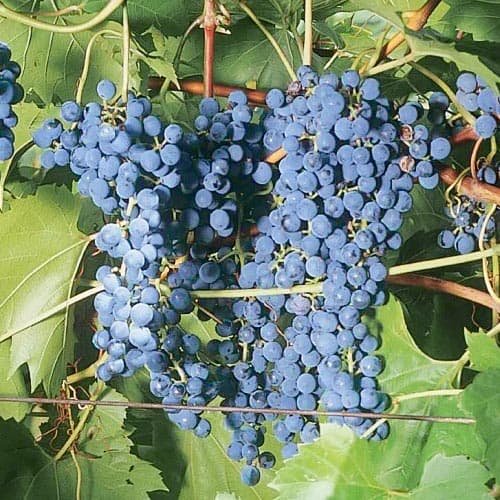 1 sadz, Winorośl Frontenac - Sadzonki: Ilość w opakowaniu: 1 sadz