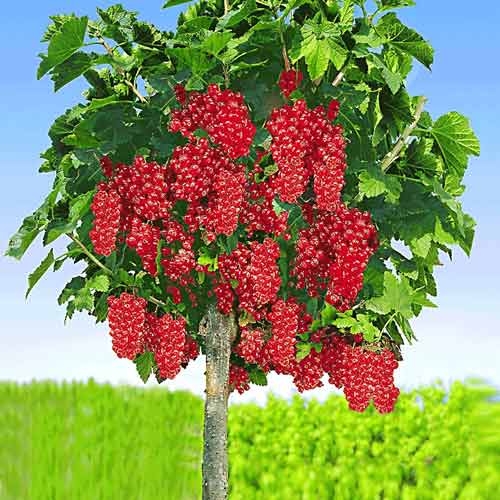 1 szt, Porzeczka czerwona na pniu Rosetta - Sadzonki: Ilość w opakowaniu: 1 sadz