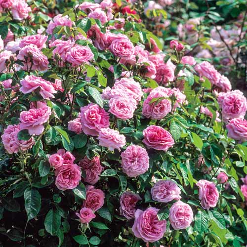 1 szt, Róża pnąca Pink Symphony - Sadzonki: Ilość w opakowaniu: 1 sadz