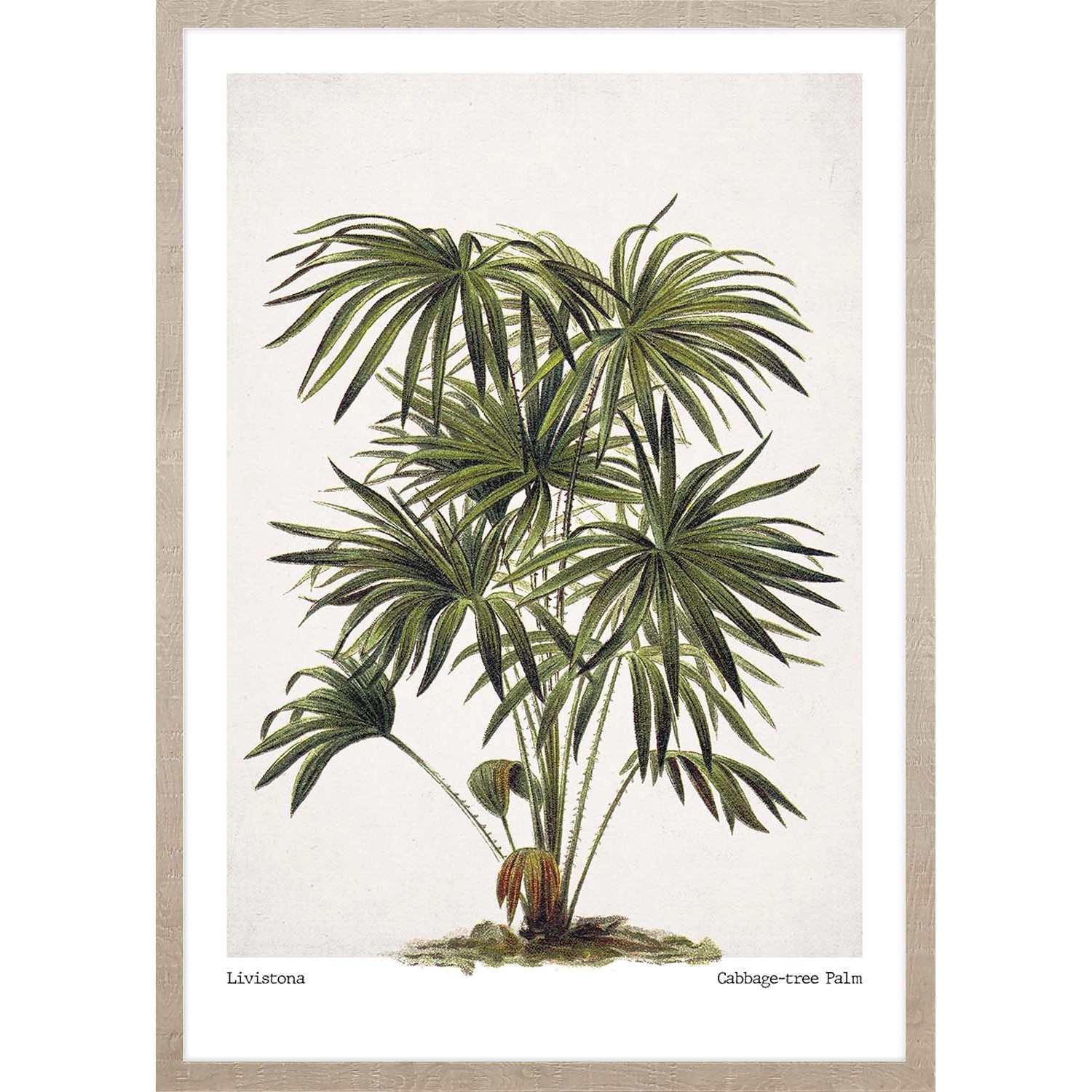 ARS LONGA Obraz CABBAGE TREE PALM 53 x 73 cm