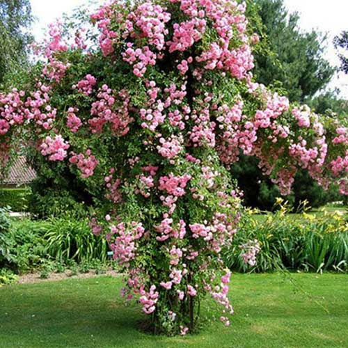 3 buc, Trandafir Urcător Pink Pearl - : Mod de ambalare: 3 buc