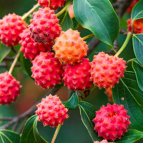 1 buc, Cornus florida - : Mod de ambalare: 1 buc