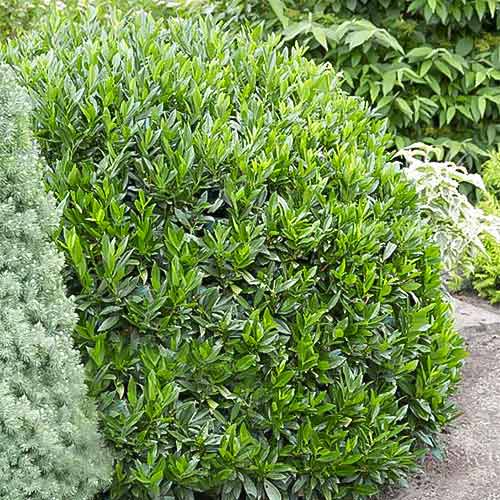 1 buc, Laur englezesc Gajo - Răsaduri: Mod de ambalare: 1 buc