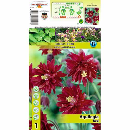 1 buc, Căldărușă (Aquilegia) Red - Bulbi: Mod de ambalare: 1 buc