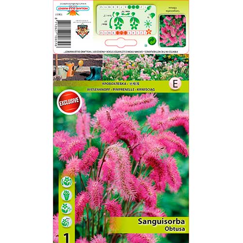 1 buc, Sorbestrea (Sanguisorba) Obtusa - Bulbi: Mod de ambalare: 1 buc