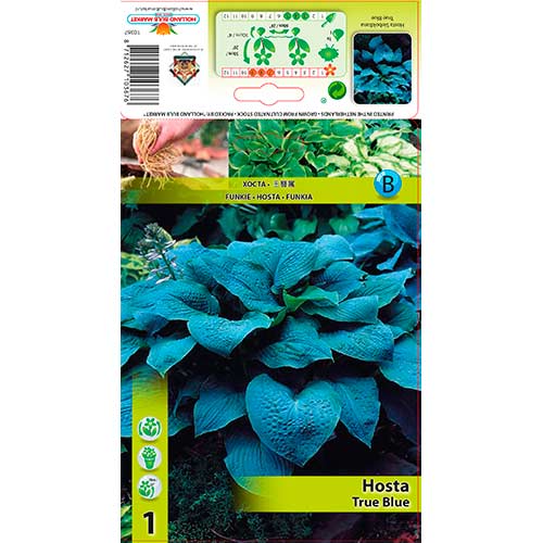 1 buc, Crin de toamnă (Hosta) True Blue - Bulbi: Mod de ambalare: 1 buc