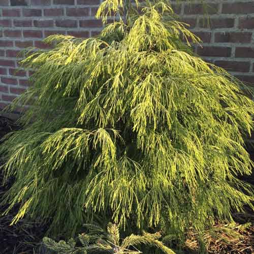 1 buc, Chiparos Karaca, C4 - Puieți: Mod de ambalare: 1 buc