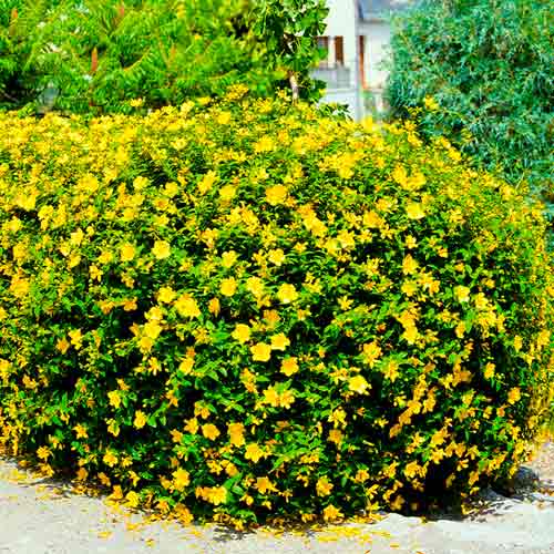 1 buc, Sunătoare (Pojarniţă) Magical Sunshine - : Mod de ambalare: 1 buc